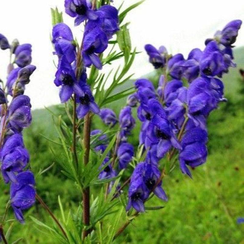 东北野生北乌头种子中草药植物南北方庭院盆栽地载观赏新奇花