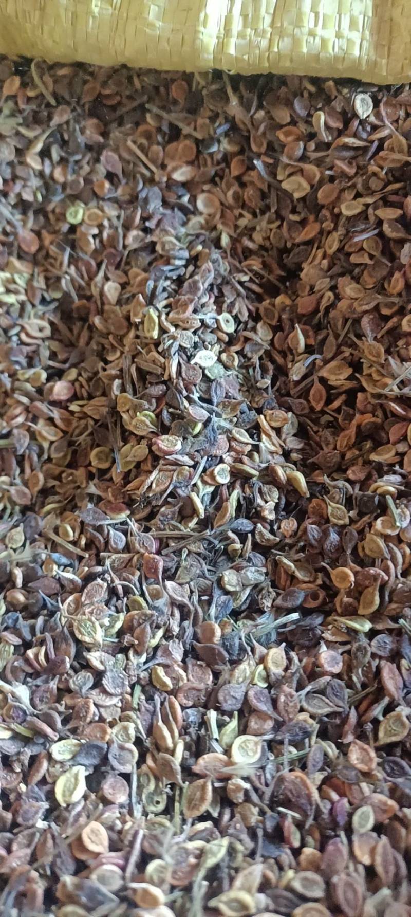 辽宁威灵仙种子，大量有货质量保证，可视频看货欢迎订购