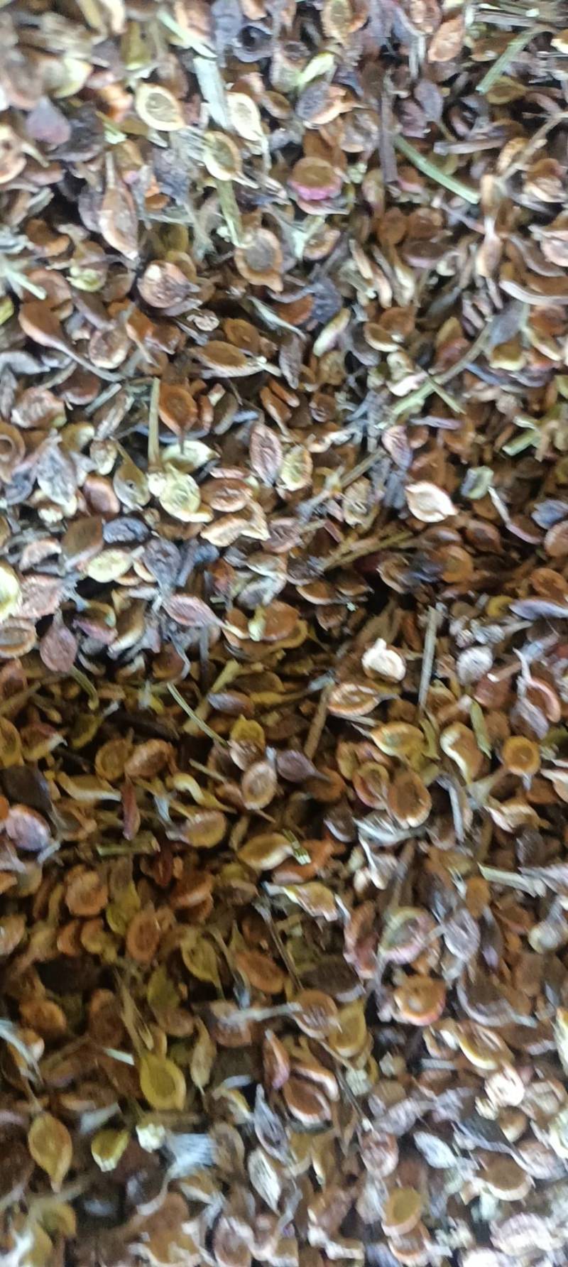 辽宁威灵仙种子，大量有货质量保证，可视频看货欢迎订购