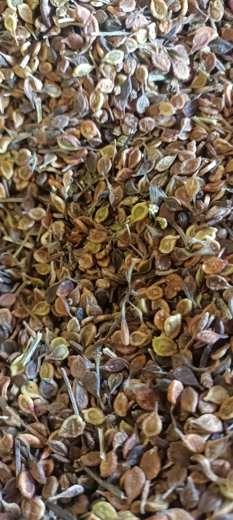 辽宁威灵仙种子，大量有货质量保证，可视频看货欢迎订购