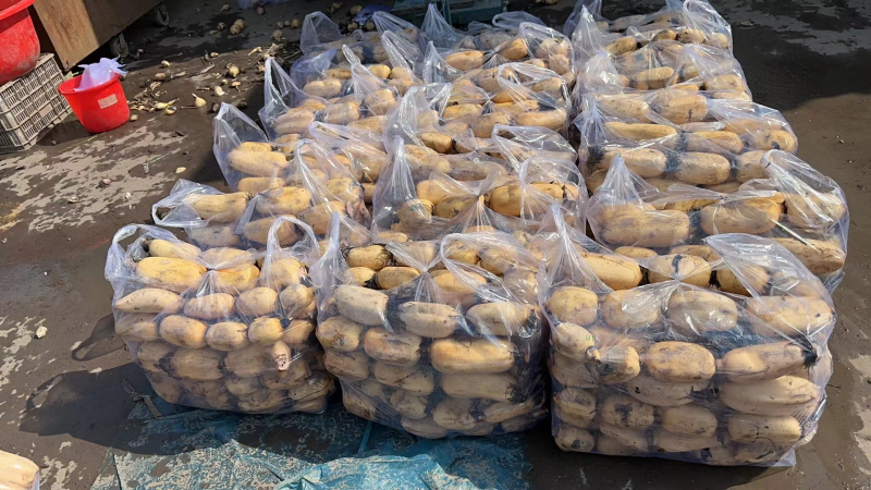 精品莲藕河北基地直供质量保证一手货源对接商超市场