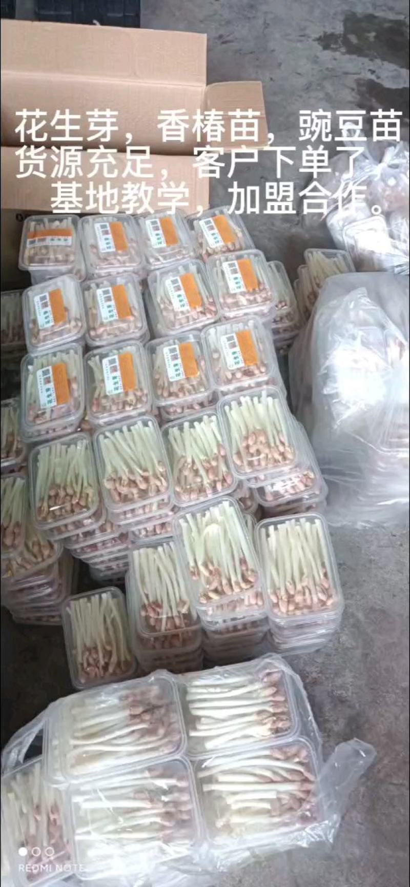 雨旺芽苗菜，花生芽，香椿苗，豌豆苗，货源充足，长年供货。