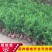 松柏树苗公墓园林绿化