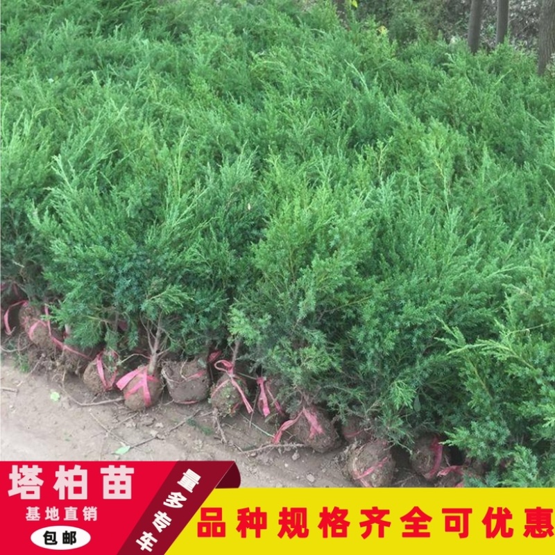 松柏树苗公墓园林绿化