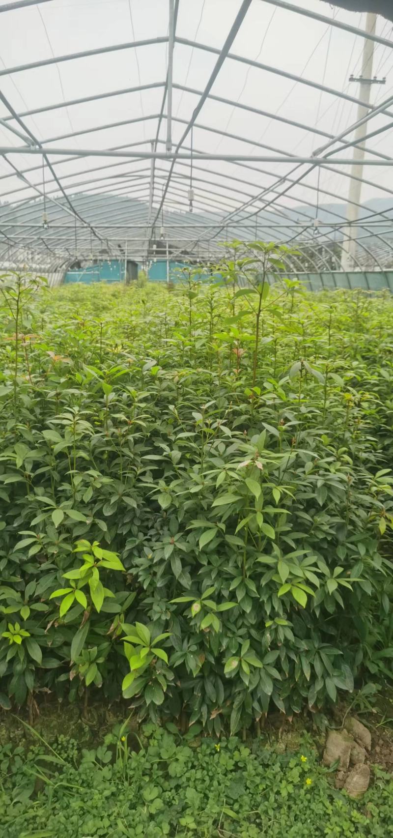 楠木桢楠
