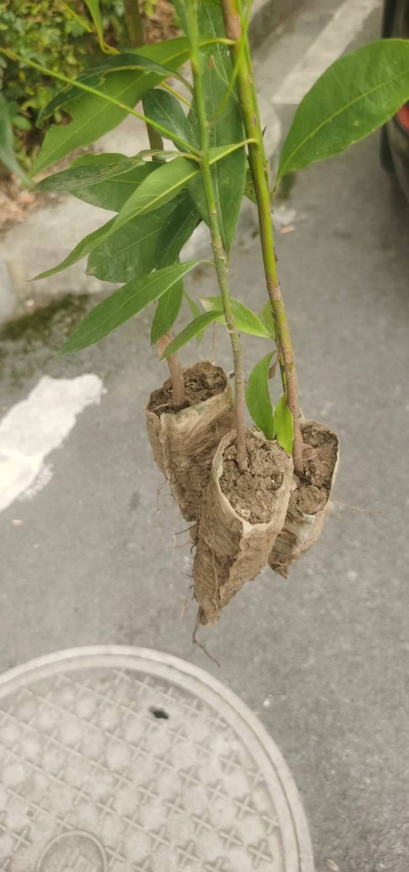 楠木桢楠
