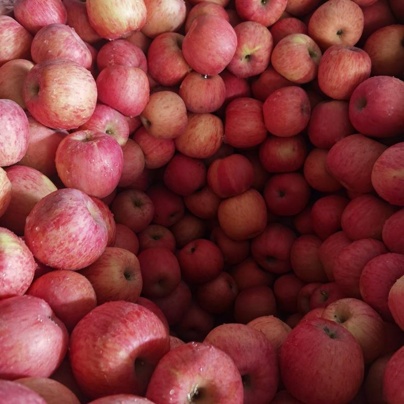 红富士苹果大量供应