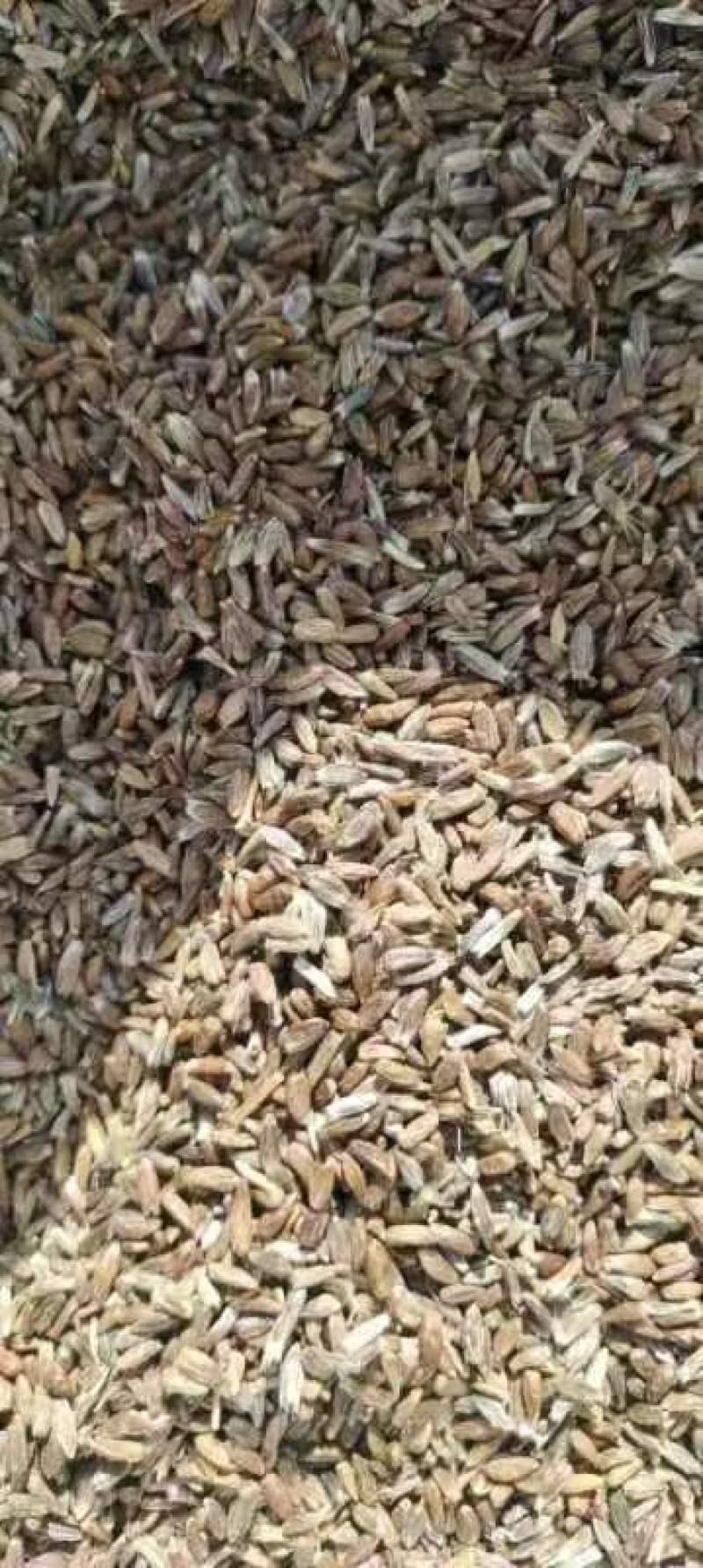 朱砂点种子苍术种子，大量有货，一手货源欢迎订购