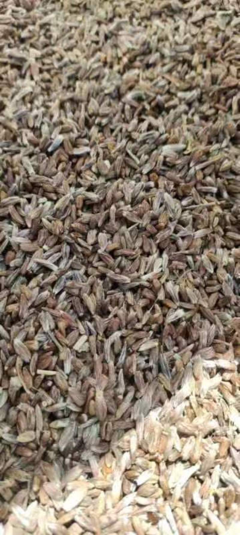 朱砂点种子苍术种子，大量有货，一手货源欢迎订购