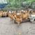 散养跑山鸡