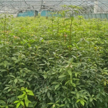楠木桢楠