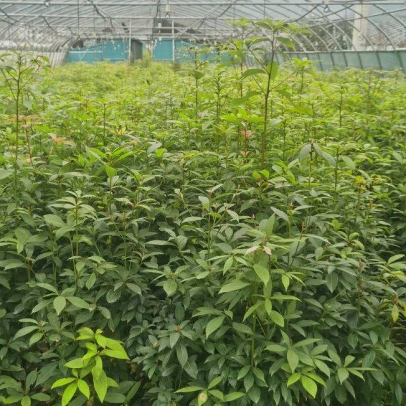 楠木桢楠