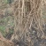 大青叶小苗