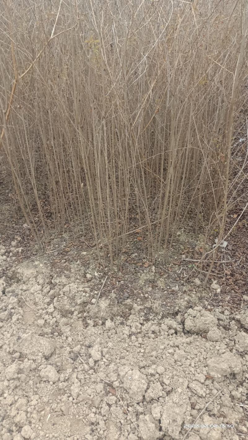 大青叶小苗