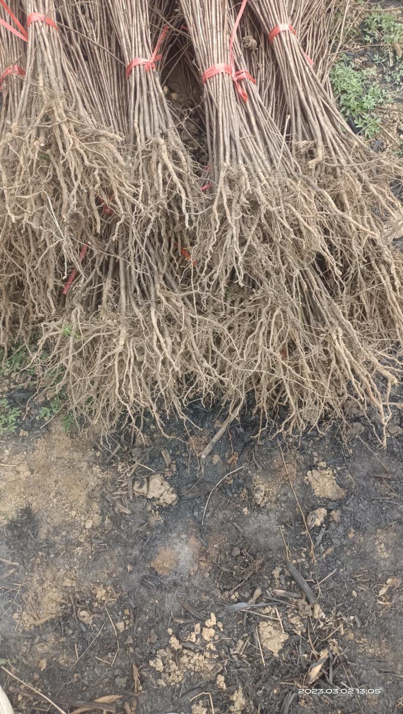 大青叶小苗