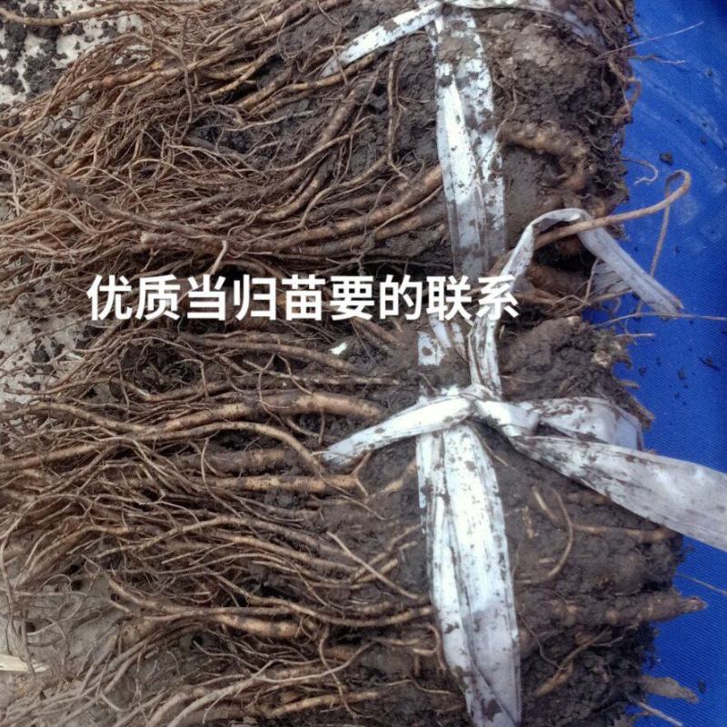 优质当归苗