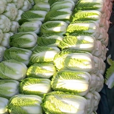 精品大白菜，456中颗菜，大量有货，包质量，需要的老板联