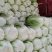 精品大白菜，456中颗菜，大量有货，包质量，需要的老板联