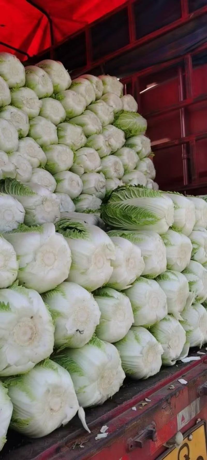 精品大白菜，456中颗菜，大量有货，包质量，需要的老板联