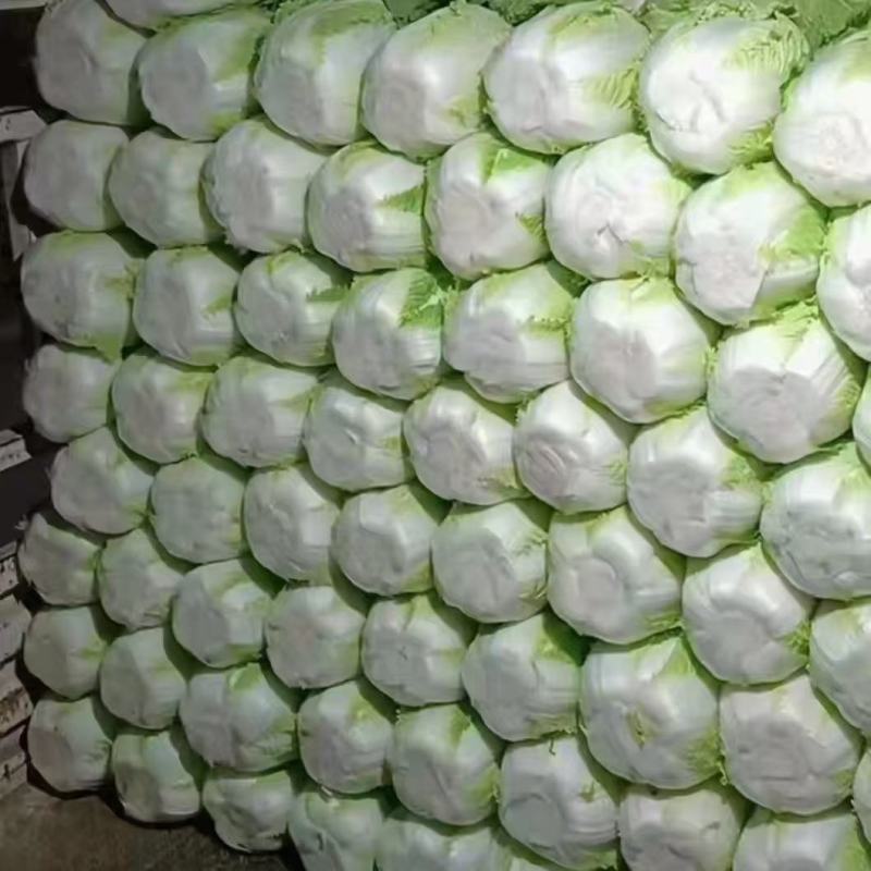 精品大白菜，456中颗菜，大量有货，包质量，需要的老板联