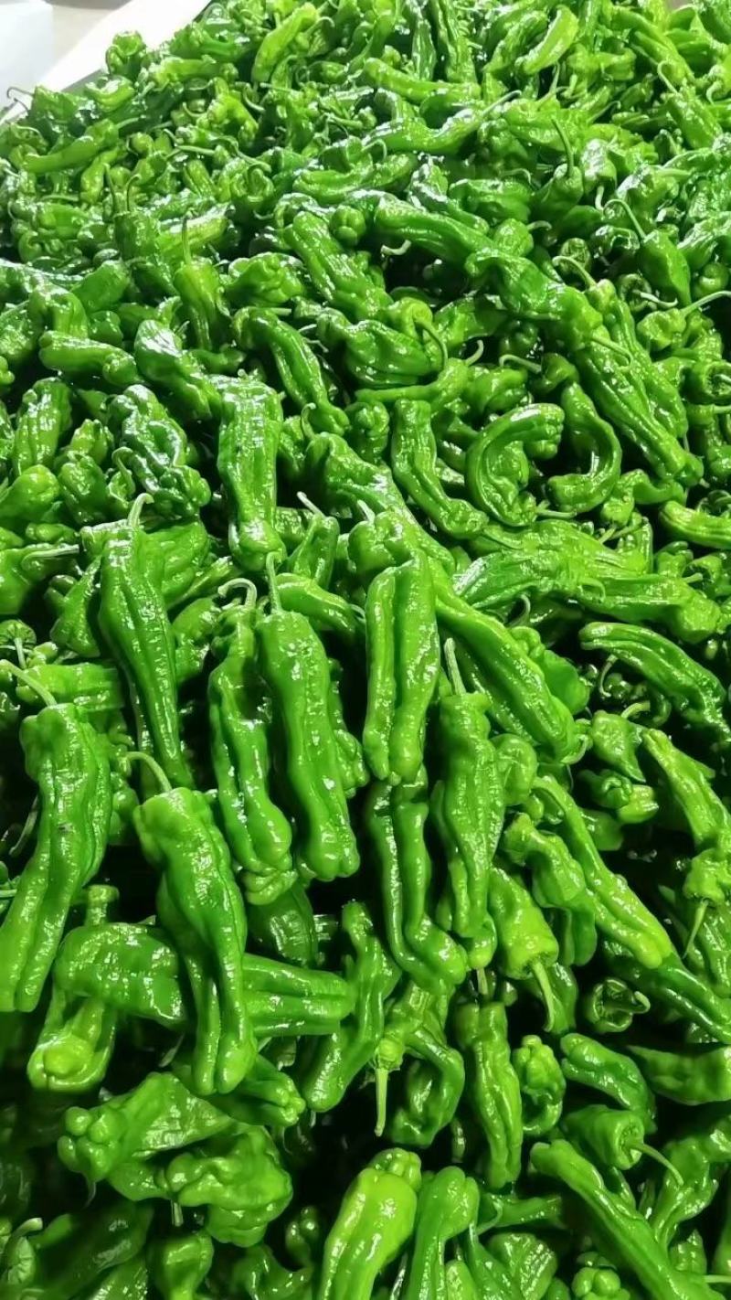 精品大白菜，456中颗菜，大量有货，包质量，需要的老板联