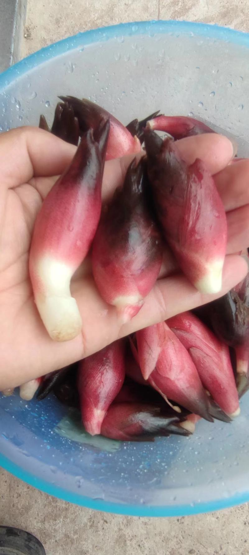 高山富硒洋荷批发、洋荷姜、块茎芽头种苗批发当年种当年收益