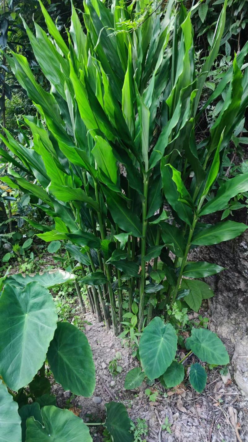 高山富硒洋荷批发、洋荷姜、块茎芽头种苗批发当年种当年收益