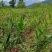 高山富硒洋荷批发、洋荷姜、块茎芽头种苗批发当年种当年收益