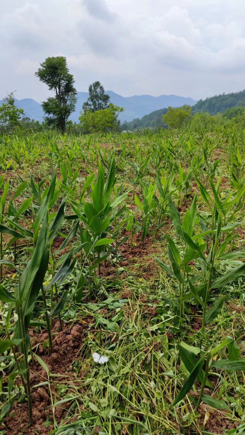 高山富硒洋荷批发、洋荷姜、块茎芽头种苗批发当年种当年收益