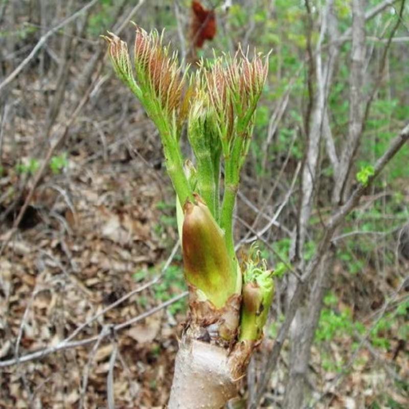 刺嫩芽、生态应季美食、品质甄选带回家、老少皆宜、口感脆嫩