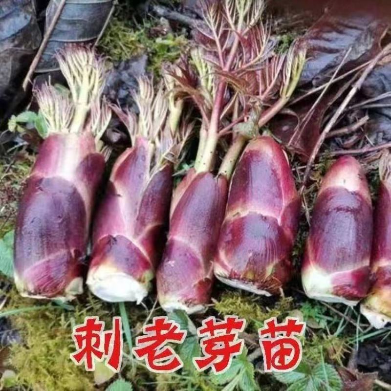 刺嫩芽、生态应季美食、品质甄选带回家、老少皆宜、口感脆嫩