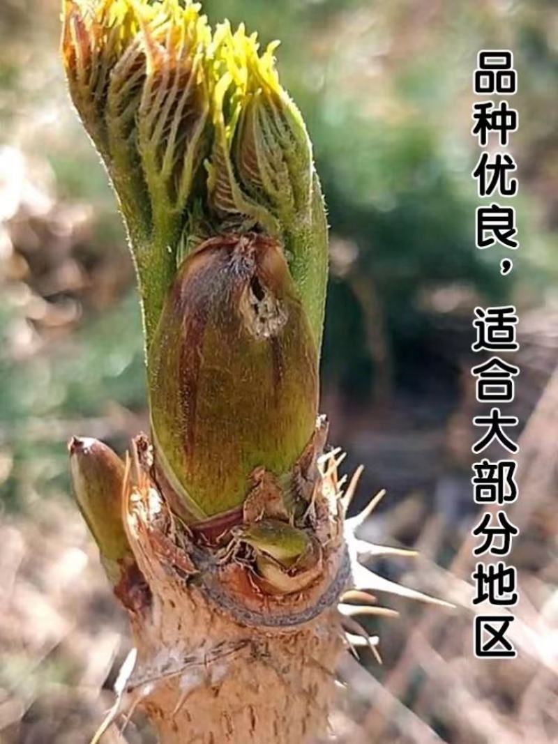 刺嫩芽、生态应季美食、品质甄选带回家、老少皆宜、口感脆嫩