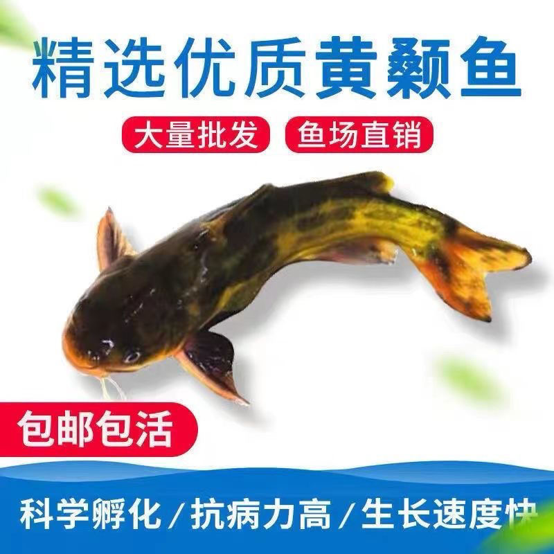 黄骨鱼苗黄辣丁黄颡鱼合作养殖包教技术，提供饲料包回收