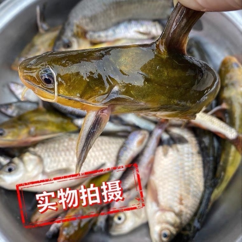 黄骨鱼苗黄辣丁黄颡鱼合作养殖包教技术，提供饲料包回收