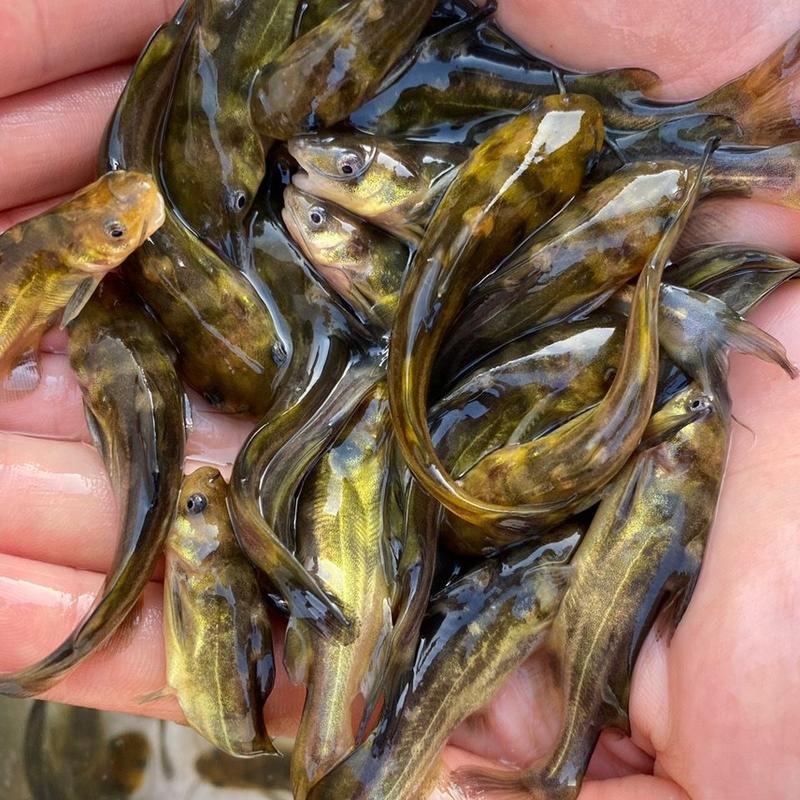 黄骨鱼苗黄辣丁黄颡鱼合作养殖包教技术，提供饲料包回收