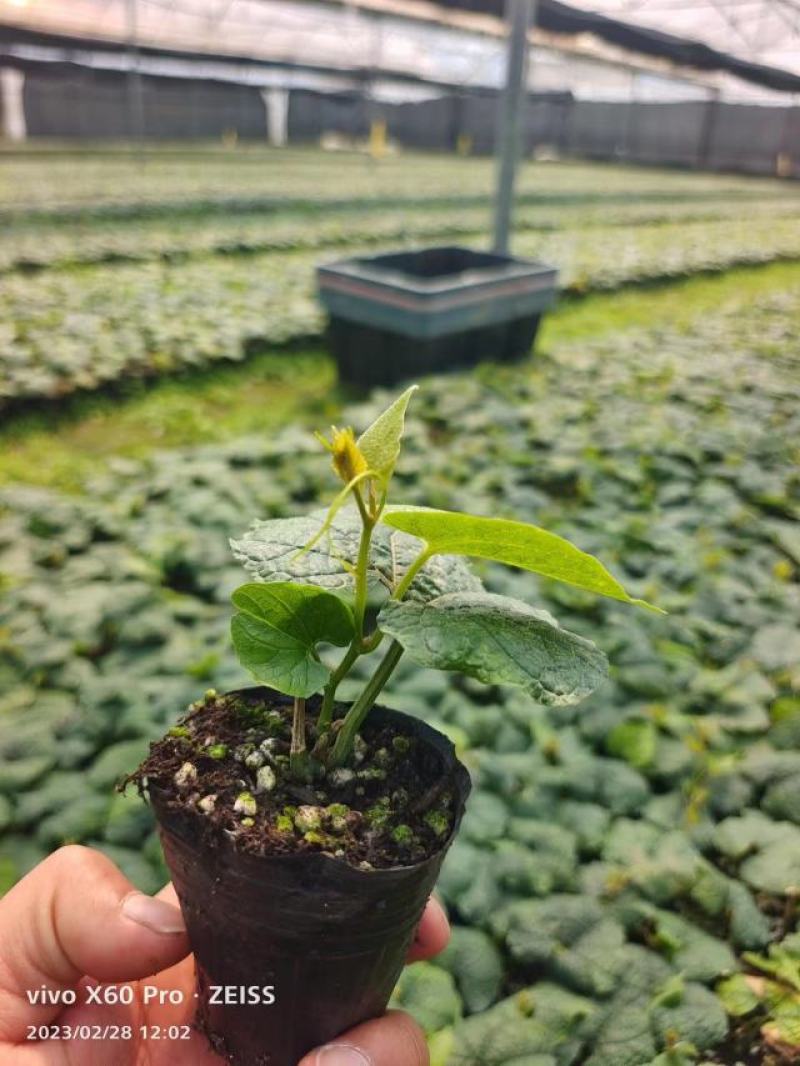 出售罗汉果苗