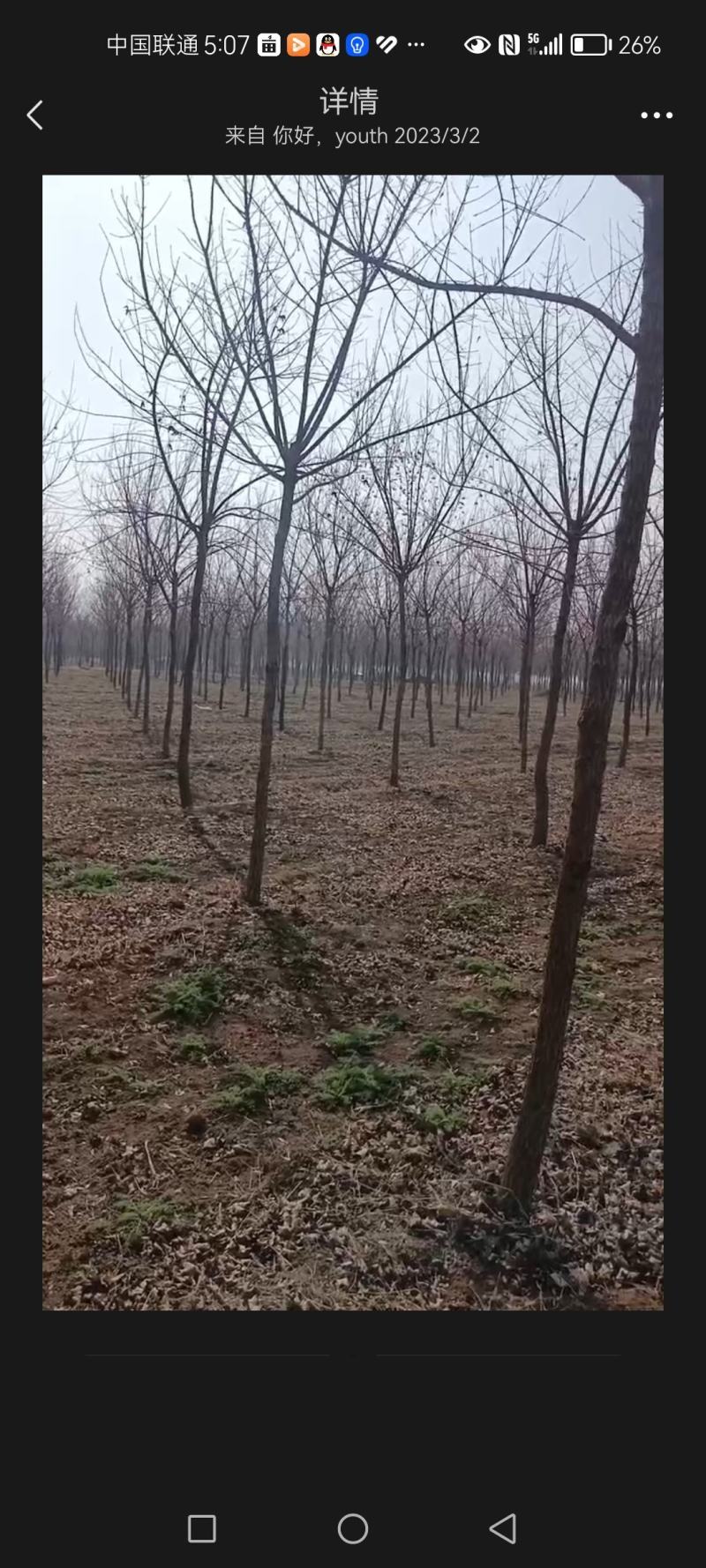 精品五角枫10到12公分，因清地急待处理！