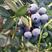山东蓝莓上市了各种品种口感脆甜各种规格诚信合作