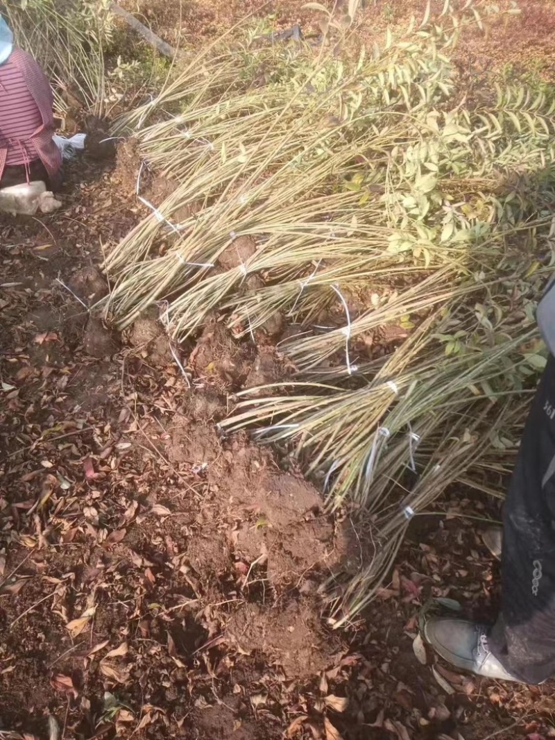 连翘