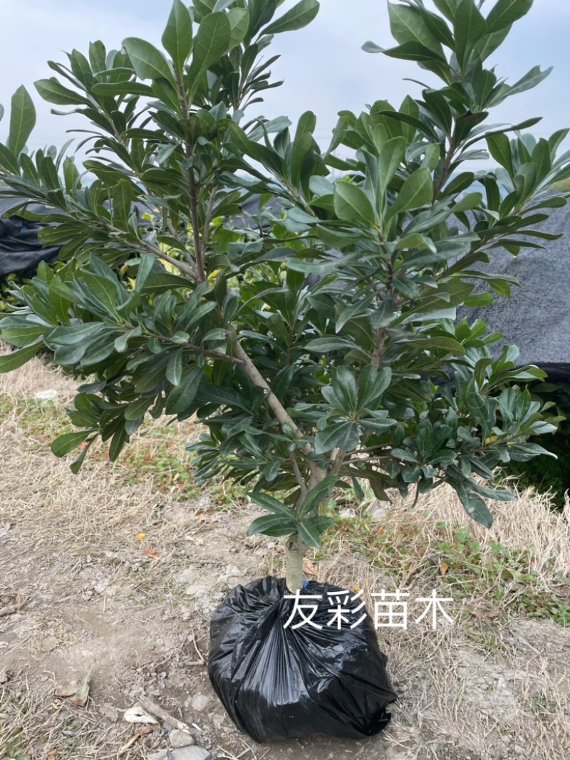3年正宗东魁杨梅苗嫁接苗浙江台州包邮田地矮化苗