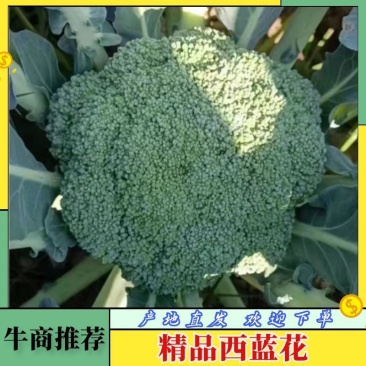 西兰花湖北枝江西兰花基地直发一手货源支持配货