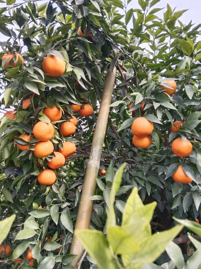 自贡市荣县沃柑，味道纯甜，颜色全黄！欢迎各地老板前来订购