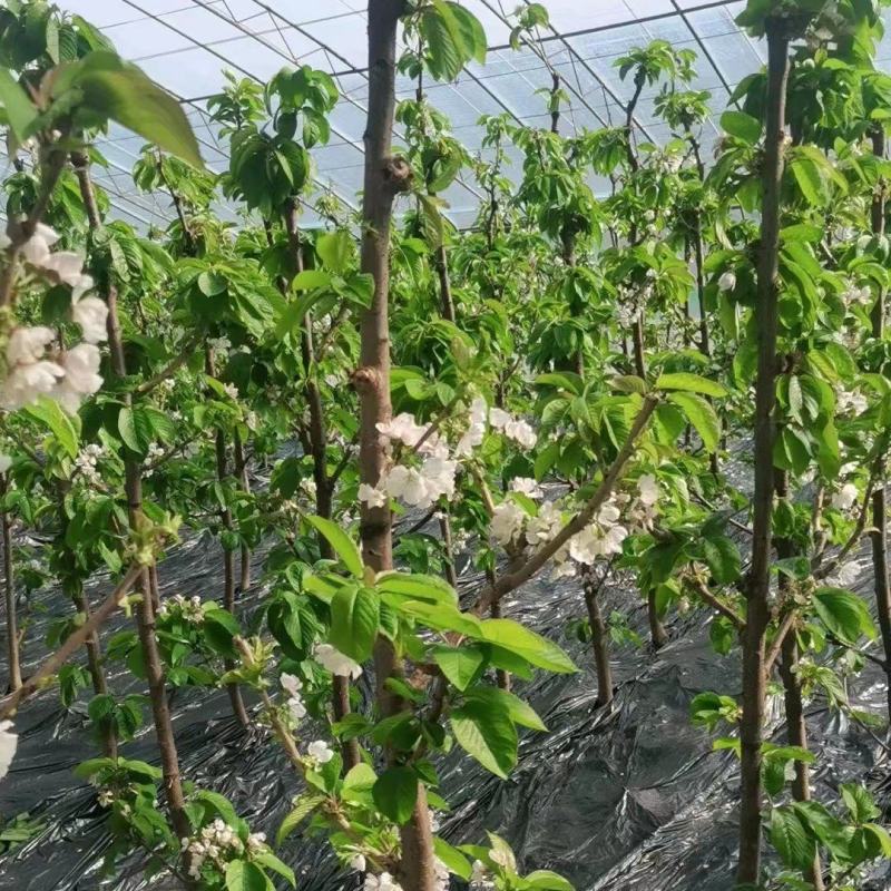 【牛商推荐】俄八樱桃苗大量上市中产地现挖现发欢迎致电