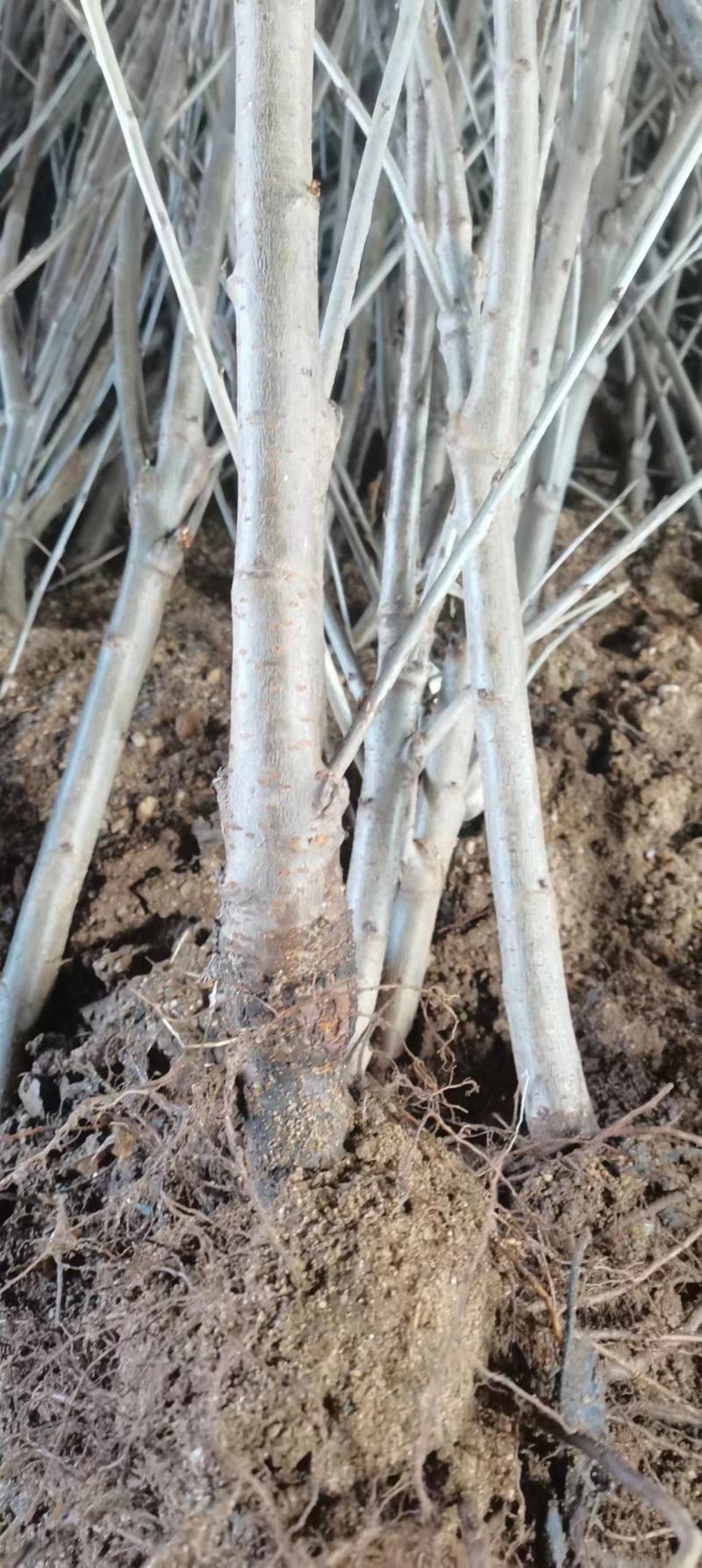 【牛商推荐】俄八樱桃苗大量上市中产地现挖现发欢迎致电