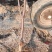 【牛商推荐】俄八樱桃苗大量上市中产地现挖现发欢迎致电