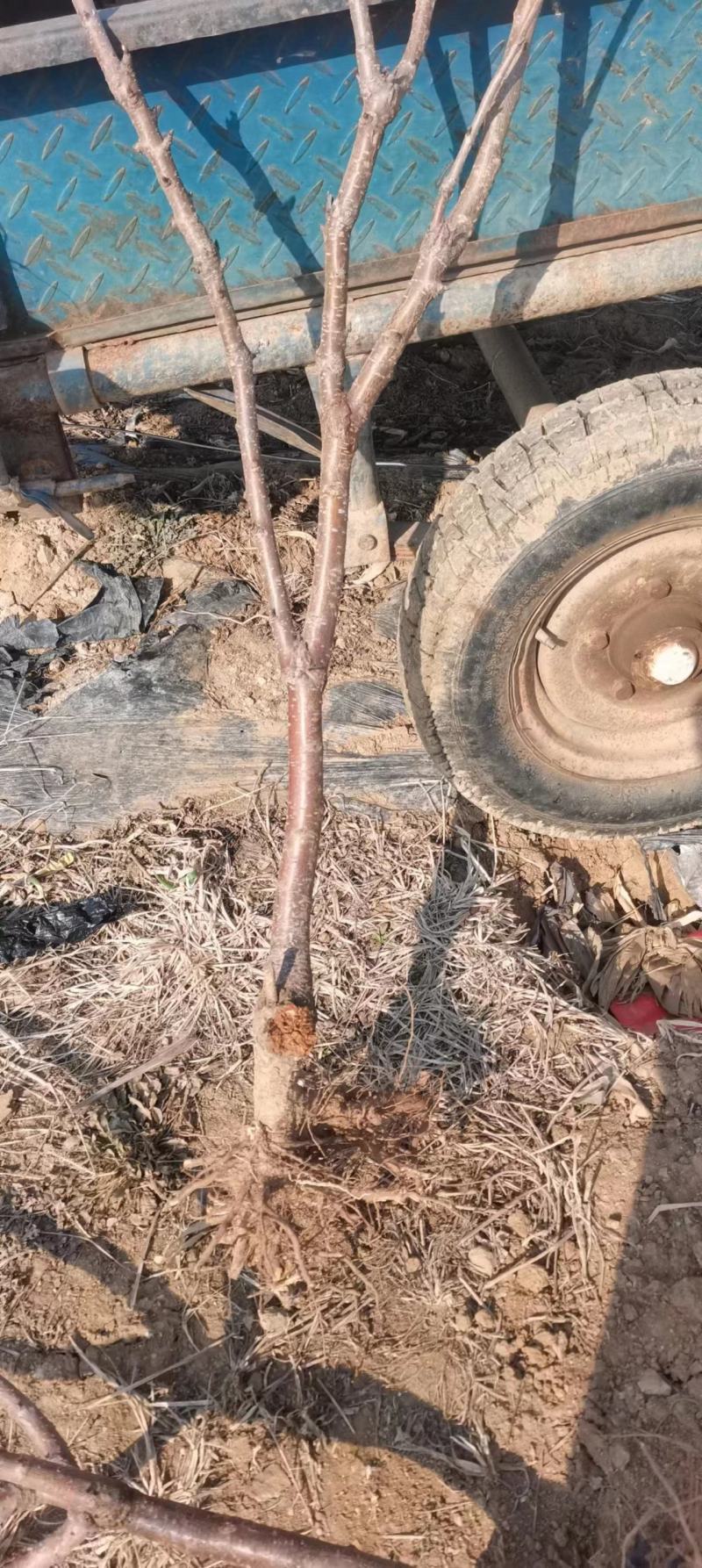 【牛商推荐】俄八樱桃苗大量上市中产地现挖现发欢迎致电