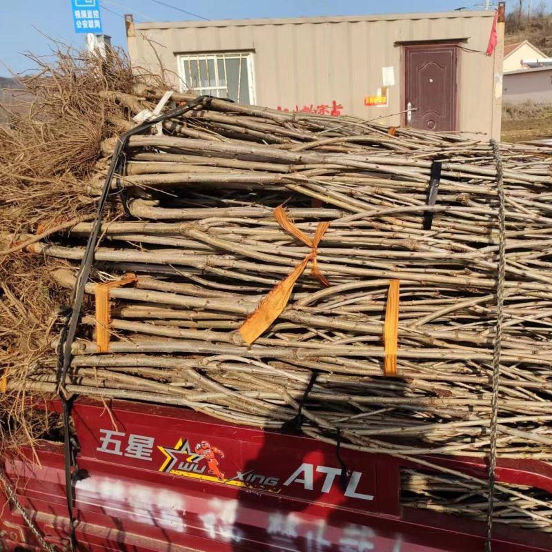 【牛商推荐】俄八樱桃苗大量上市中产地现挖现发欢迎致电