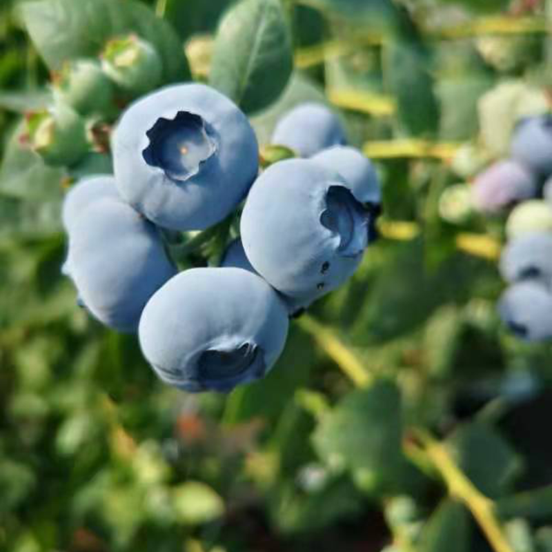 暖棚蓝莓大量上市当中，质量好、货源充足、欢迎大家前来选购