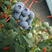 暖棚蓝莓大量上市当中，质量好、货源充足、欢迎大家前来选购
