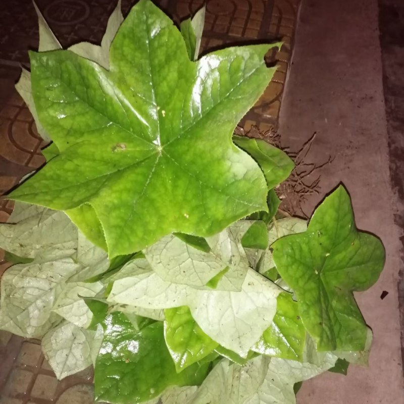 药材种苗
